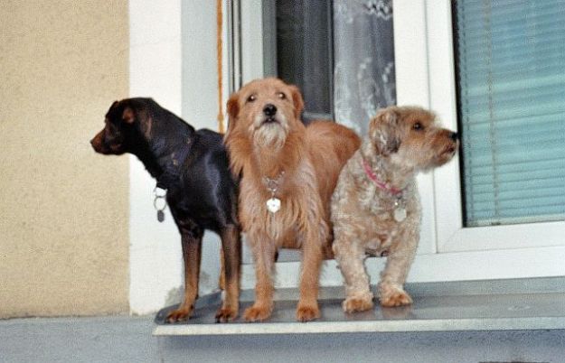Drei Hunde gucken aus dem Fenster, die Vorderpfoten auf dem Fensterbrett und warten